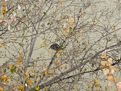 Nycticorax nycticorax nycticorax