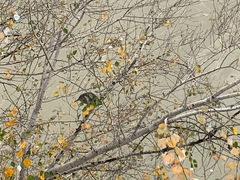 Nycticorax nycticorax nycticorax