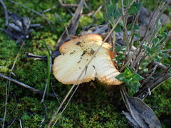 Hygrocybe acutoconica