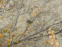 Nycticorax nycticorax nycticorax