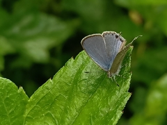 Catopyrops ancyra
