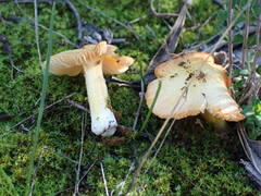 Hygrocybe acutoconica