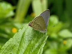 Catopyrops ancyra