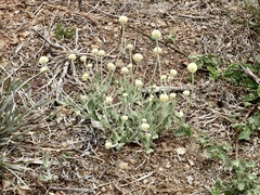 Pfaffia gnaphalioides