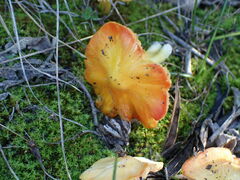 Hygrocybe acutoconica