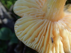 Hygrocybe acutoconica