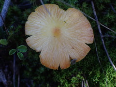 Hygrocybe acutoconica