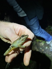 Pristimantis w-nigrum