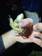 Pristimantis w-nigrum