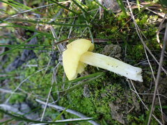 Hygrocybe acutoconica