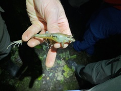 Pristimantis w-nigrum