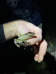 Pristimantis w-nigrum