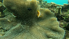 Amphiprion sandaracinos