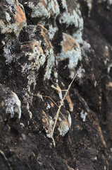 Schizocephala bicornis