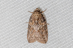Characoma metalophota