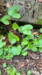 Centella asiatica