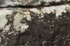 Salticidae