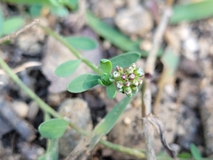 Corrigiola litoralis litoralis