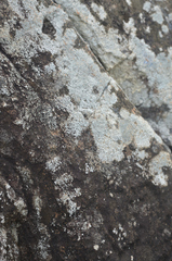 Salticidae