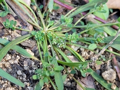 Corrigiola litoralis litoralis