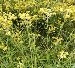 Helichrysum stenopterum