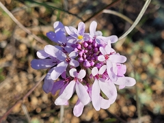 Iberis linifolia dunalii