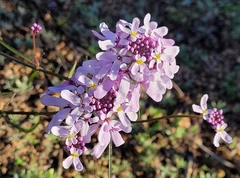 Iberis linifolia dunalii