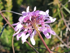 Iberis linifolia dunalii