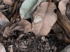 Ypthima baldus newboldi