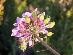 Iberis linifolia dunalii