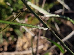Iberis linifolia dunalii