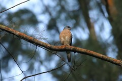 Accipiter soloensis