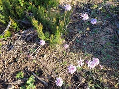 Iberis linifolia dunalii