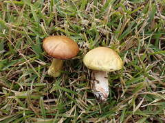 Suillus mediterraneensis
