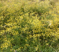 Helichrysum stenopterum