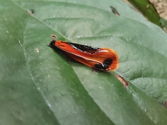 Coryptilum klugii