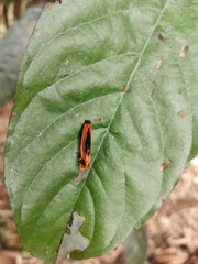 Coryptilum klugii
