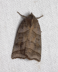 Ipimorpha retusa