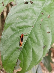 Coryptilum klugii