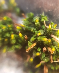 Orthotrichum