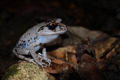 Leptobrachium smithi