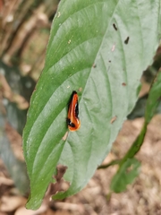 Coryptilum klugii