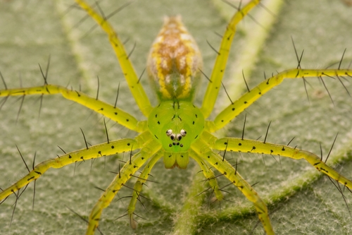 Architis spinipes (Taczanowski, 1874)