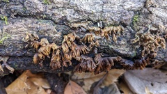 Xylobolus spectabilis