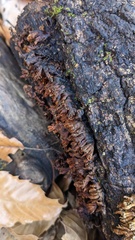 Xylobolus spectabilis