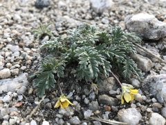 Potentilla sericea