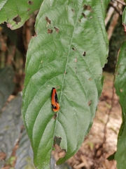 Coryptilum klugii