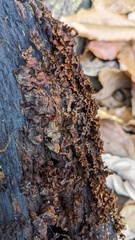 Xylobolus spectabilis