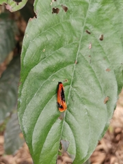 Coryptilum klugii