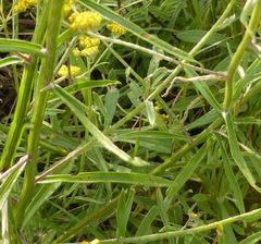 Helichrysum stenopterum